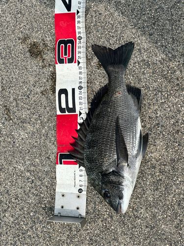 チヌの釣果