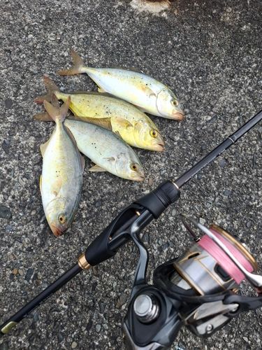 カンパチの釣果