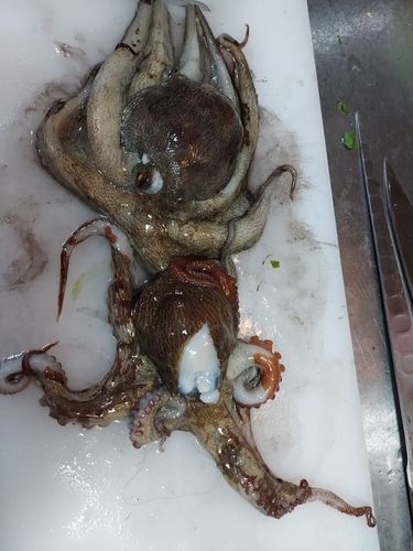 タコの釣果