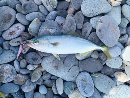 ワカシの釣果