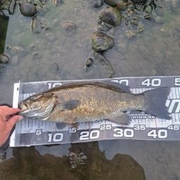 スモールマウスバス