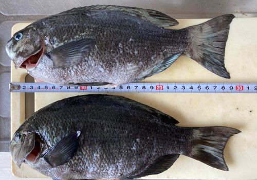 メジナの釣果