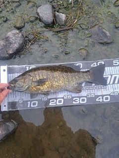 スモールマウスバスの釣果