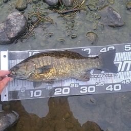 スモールマウスバス