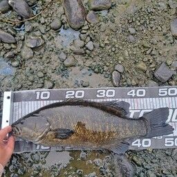 スモールマウスバス