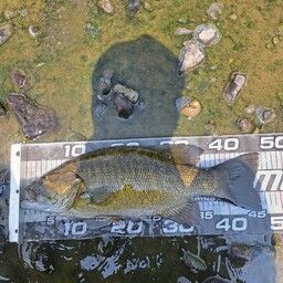 スモールマウスバス