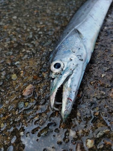 タチウオの釣果