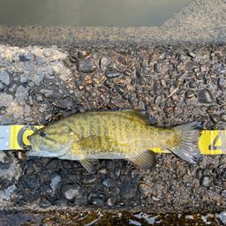 スモールマウスバス