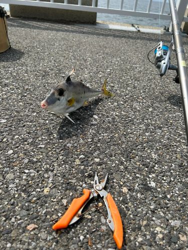ギマの釣果
