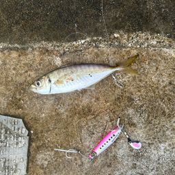 アジ