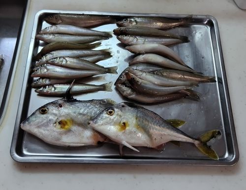 キスの釣果