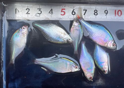 タイリクバラタナゴの釣果