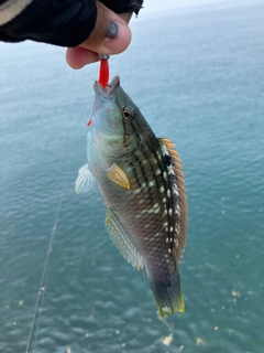 イソベラの釣果