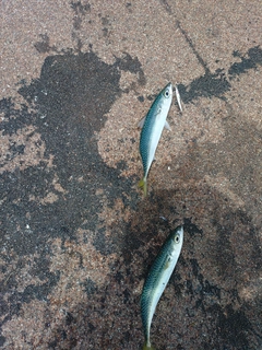 サバの釣果