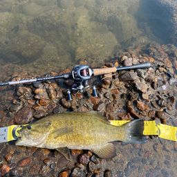 スモールマウスバス