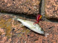 セイゴ(タイリクスズキ)の釣果