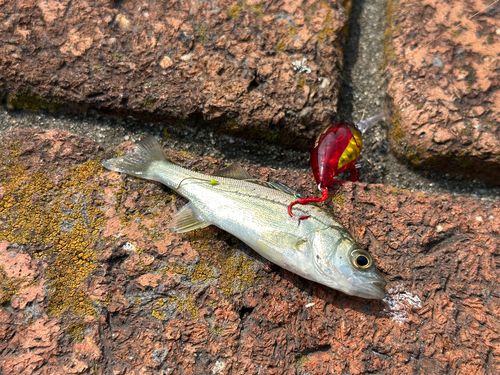 セイゴ（タイリクスズキ）の釣果