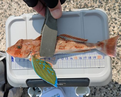 ホウボウの釣果
