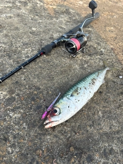 サバの釣果