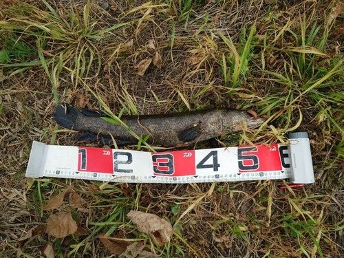 ライギョの釣果