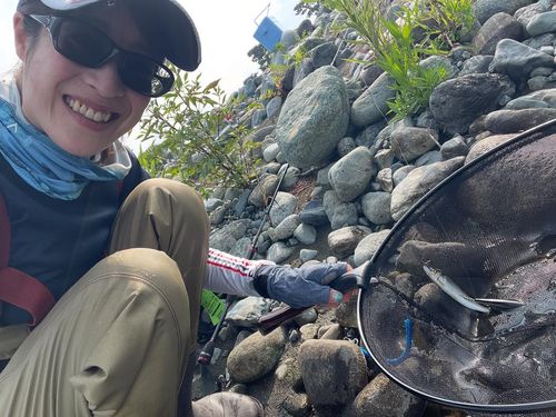 アユの釣果