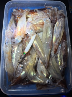 ムギイカの釣果