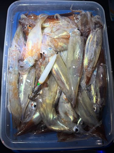 ムギイカの釣果