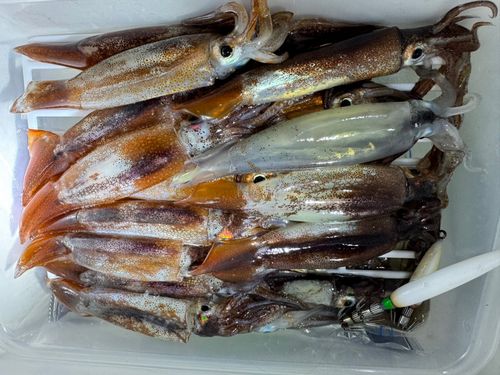 ムギイカの釣果