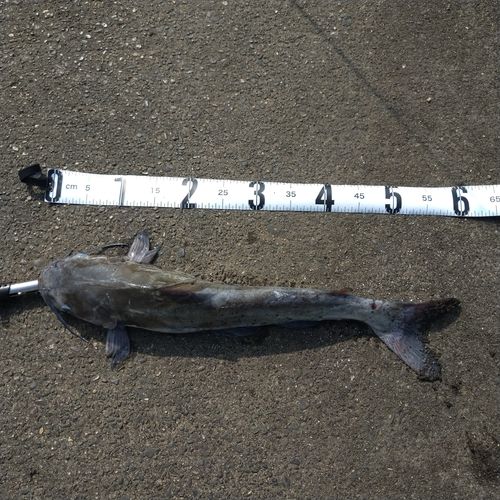 アメリカナマズの釣果