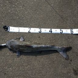 アメリカナマズ