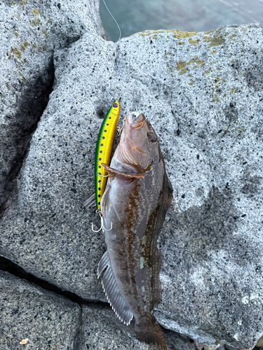 アブラコの釣果