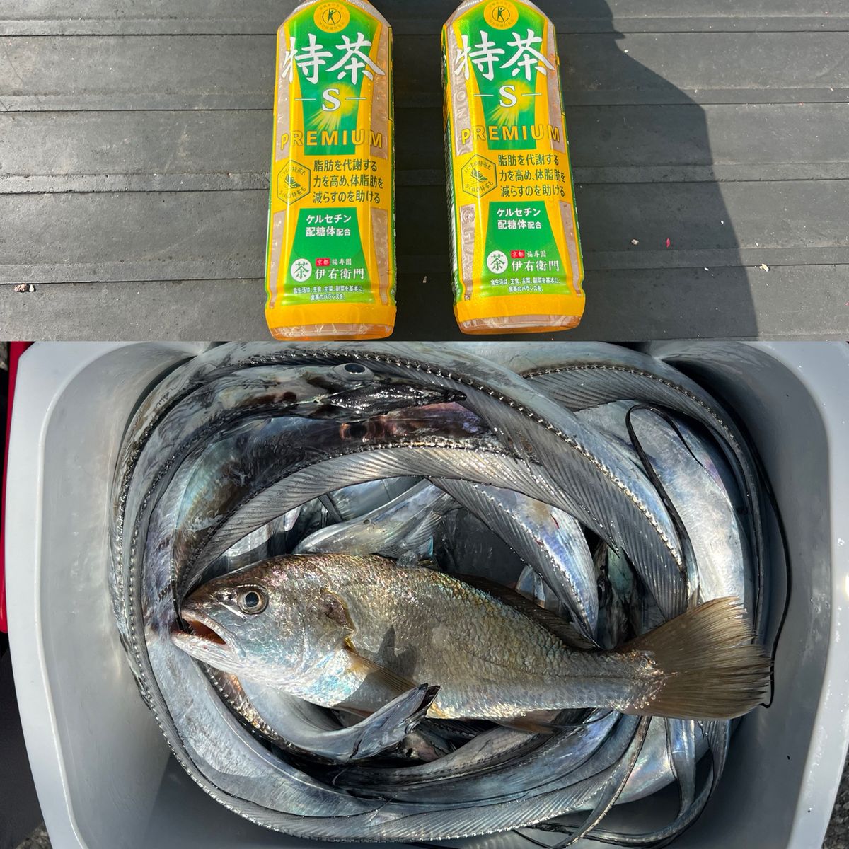 政信丸さんの釣果 3枚目の画像