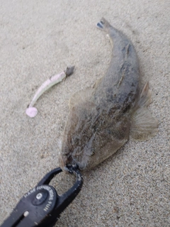 マゴチの釣果