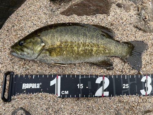 スモールマウスバスの釣果