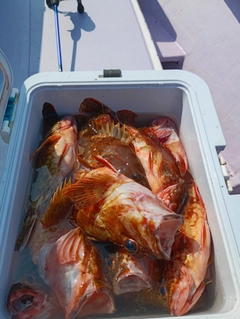 カサゴの釣果