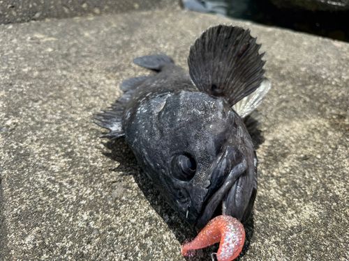 クロソイの釣果