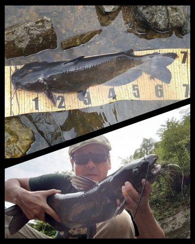 アメリカナマズ