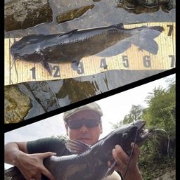 アメリカナマズ