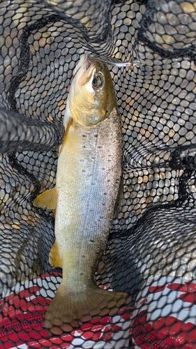 ブラウントラウトの釣果