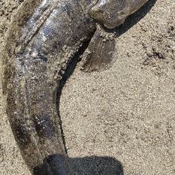 マゴチ