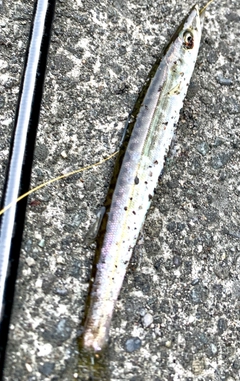 アカカマスの釣果