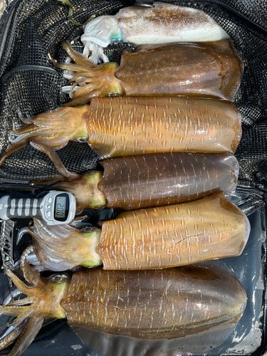 アオリイカの釣果