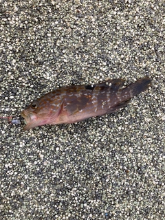 アコウの釣果