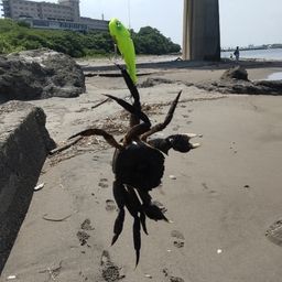 カニ