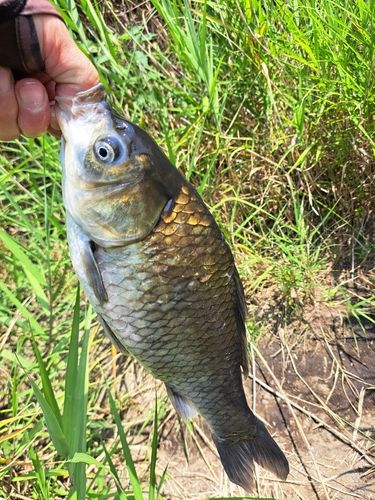 マブナの釣果