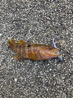 アコウの釣果