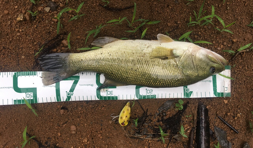 ブラックバスの釣果