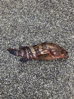 アコウの釣果