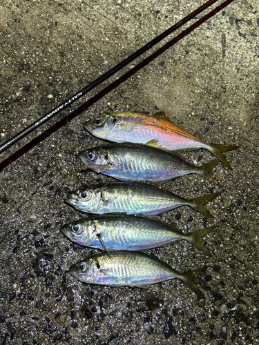 マアジの釣果
