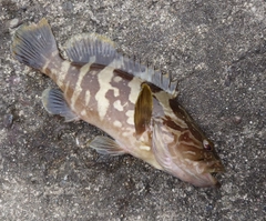 クエの釣果